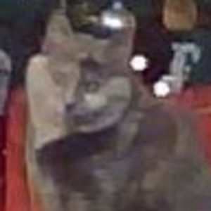 Meet your Posher, Renee